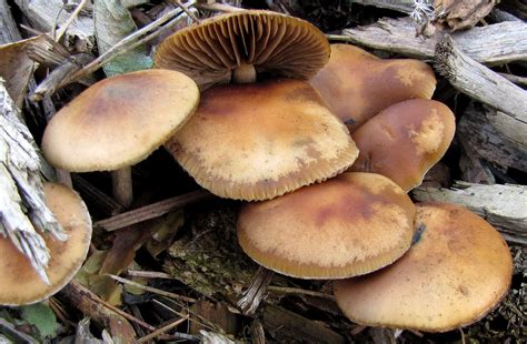 allenii mushroom|Psilocybe allenii Identification: Characteristics, Habitat, and Look。